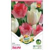 Tulipa - Duo Pink & White / 6ks v balení