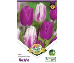 Tulipa Duo - Purple Flames