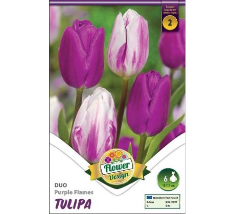 Tulipa Duo - Purple Flames