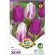 Tulipa Duo - Purple Flames