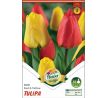 Tulipa - Duo Red & Yellow / 6ks v balení