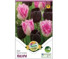 Tulipa - Duo Royal Couple