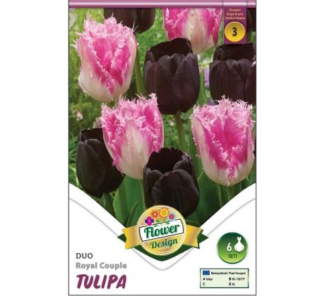 Tulipa - Duo Royal Couple