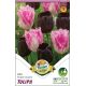 Tulipa - Duo Royal Couple