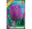 Tulipa - Attila / 6ks v balení