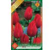 Tulipa  - Triump RED / 6ks v balení