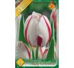Tulipa - Happy Generation / 6ks v balení