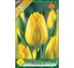 Tulipa -  Yokohama / 6ks v balení