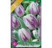Tulipa - Flaming Flag / 6ks v balení
