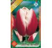 Tulipa -  Leen van der Mark / 7ks v balení
