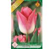 Tulipa  - Dynasty / 6ks v balení