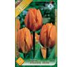 Tulipa -  Princess Irene / 5ks v balení