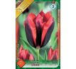 Tulipa - Slawa / 7ks v balení