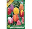 Tulipa Triumph -  mixed / 8ks v balení