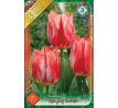 Tulipa - Spryng Break