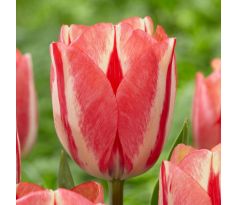 Tulipa - Spryng Break