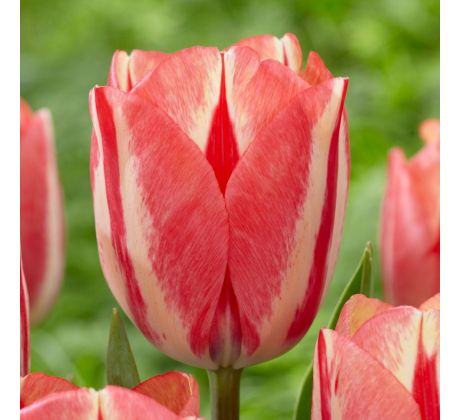Tulipa - Spryng Break