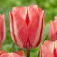 Tulipa - Spryng Break