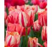 Tulipa - Spryng Break