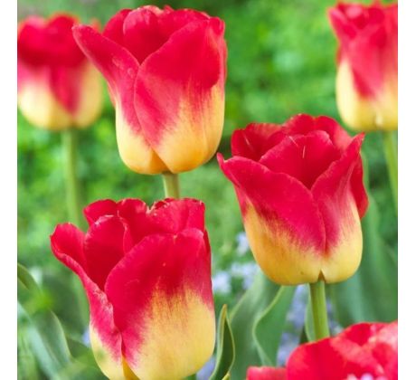 Tulipa - Match