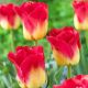 Tulipa - Match