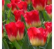 Tulipa - Match