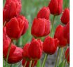 Tulipa - Ile de France