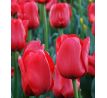 Tulipa - Ile de France