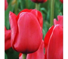 Tulipa - Ile de France