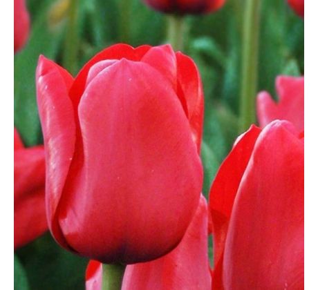 Tulipa - Ile de France
