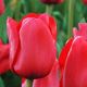 Tulipa - Ile de France
