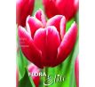 Tulipa - Vampire