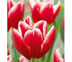 Tulipa - Vampire