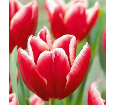 Tulipa - Vampire