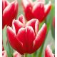 Tulipa - Vampire