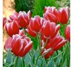 Tulipa - Vampire