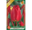 Tulipa - Apeldoorn / 8ks v balení
