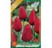 Tulipa - Kingsblood / 7ks v balení