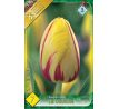 Tulipa - La Courtine / 7ks v balení