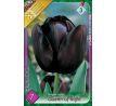 Tulipa - Queen of Night / 7ks v balení