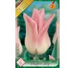 Tulipa - Elegant Lady / 6ks v balení