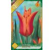 Tulipa - Ballerina / 6ks v balení
