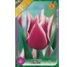 Tulipa - Claudia / 6ks v balení