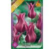 Tulipa - Maytime / 6ks v balení