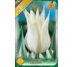 Tulipa - Sapporo / 6ks v balení