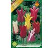 Tulipa Lily Flowered - mixed / 6ks v balení