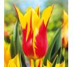 Tulipa - Firework/ 7ks v balení