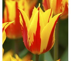 Tulipa - Firework/ 7ks v balení