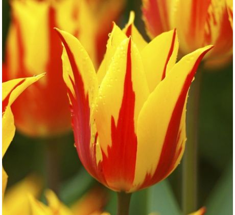 Tulipa - Firework/ 7ks v balení