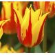 Tulipa - Firework/ 7ks v balení